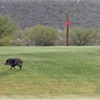 A view of a green at Tucson Estates Country Club & Golf Course